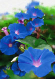 Morning Glory Lights
